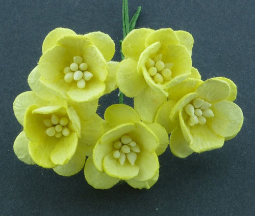 Cherry Blossoms - Yellow