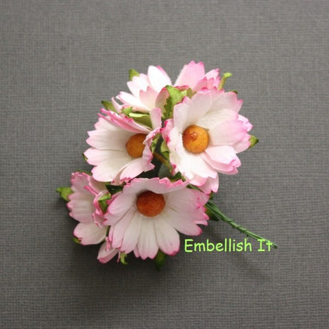 Chrysanthemums - 2 Tone Pink