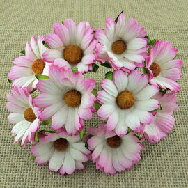 Chrysanthemums - 2 Tone Pink & White (5pk)