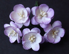 Cherry Blossoms - 2 Tone Lilac Ivory