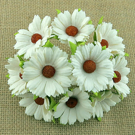 Chrysanthemums - Ivory (5pk)