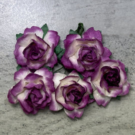 Cottage Roses - 2 Tone Fuchsia/White 25mm (5pk)