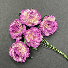 Carnations - 2 Tone Fuchsia/White 25mm (5pk)