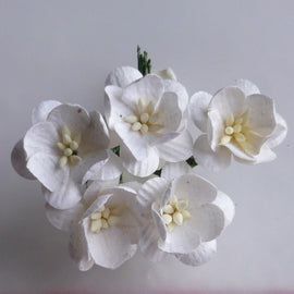 Cherry Blossoms - White