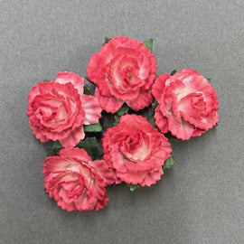 Carnations - 2 Tone Strawberry Red/White 25mm (5pk)